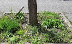 Photo [Projet COGEP] Liste des végétaux étudiés dans le cadre du programme