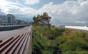 Photo [Projet NOUPS] Végétaux adaptés aux noues du littoral