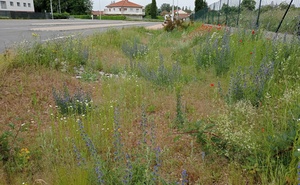 Photo [Projet NOUPS] Végétaux adaptés aux noues en climat semi-continental