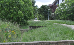 Photo [Projet NOUPS] Végétaux adaptés aux noues en climat océanique dégradé